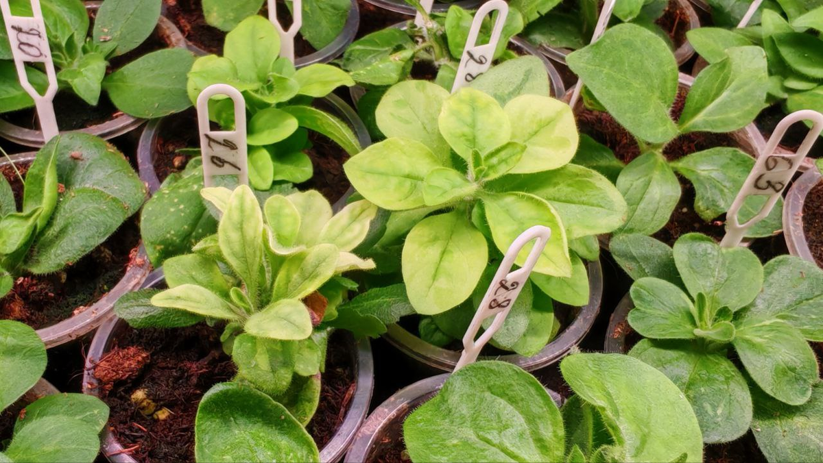 Вегетативная рассада петунии_апрель 2025