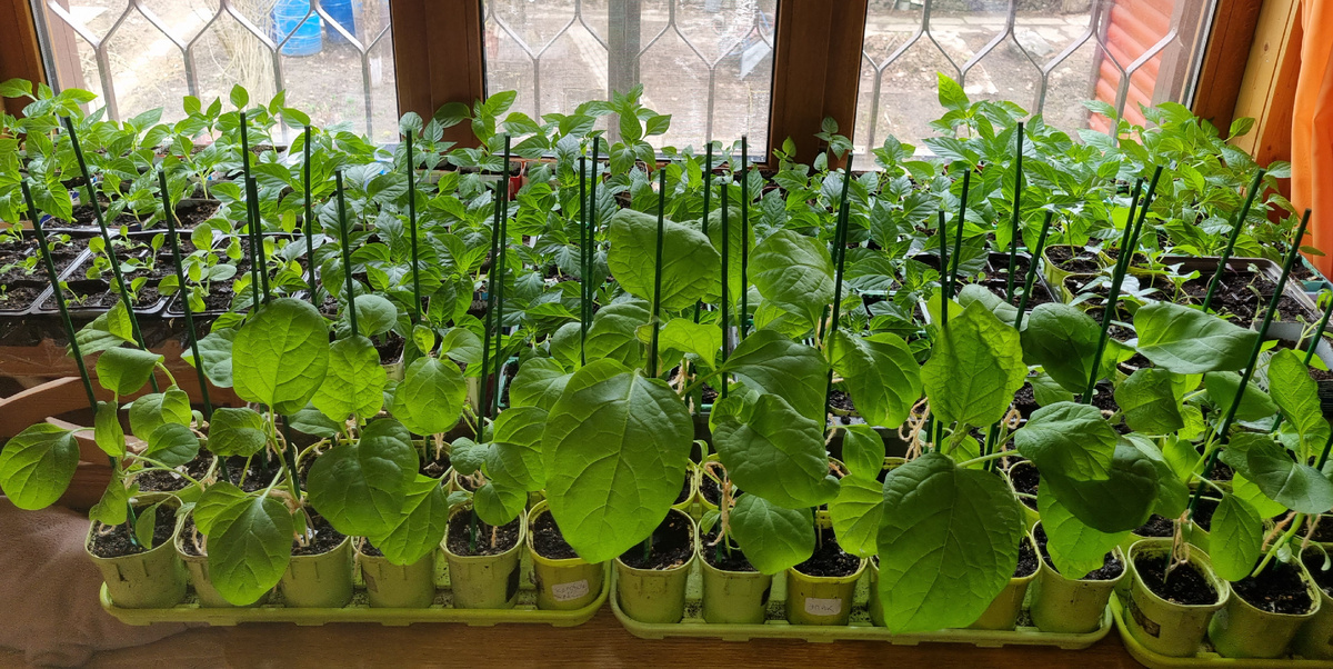 Фото автора. Баклажаны.