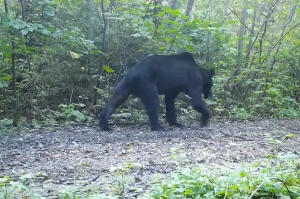    Охотник Татарников дал советы по выживанию при встрече с медведем