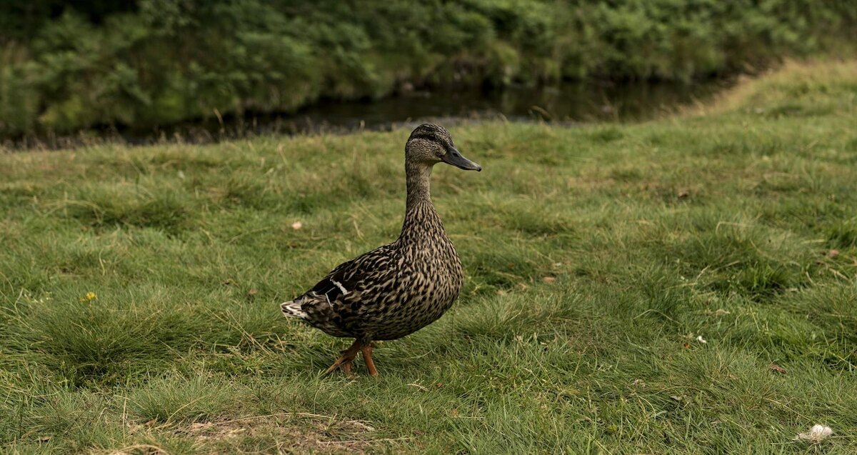 Фото: Asim Rehman / Unsplash