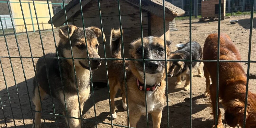 Белгородцы передали в приют полтонны помощи для 431 бездомного животного