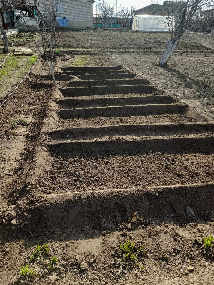 В этих оотношениях грядках посадила лук.