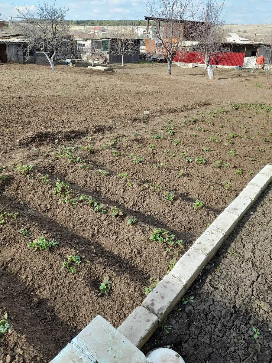 Так выглядит моя клубника сейчас.