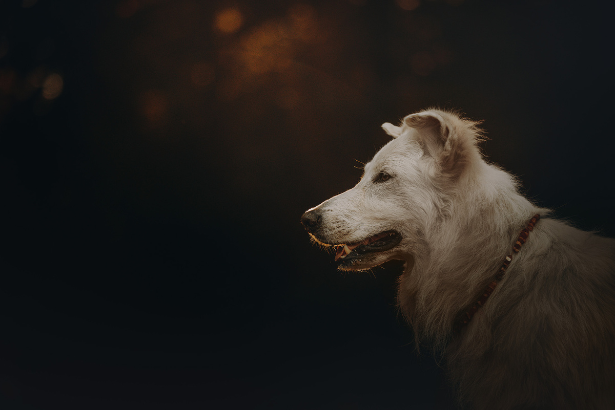 А иногда стареют и болеют одновременно