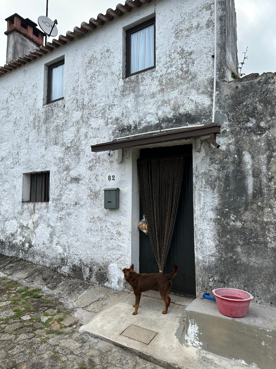 Вот он коричневый красавчик и мой защитник