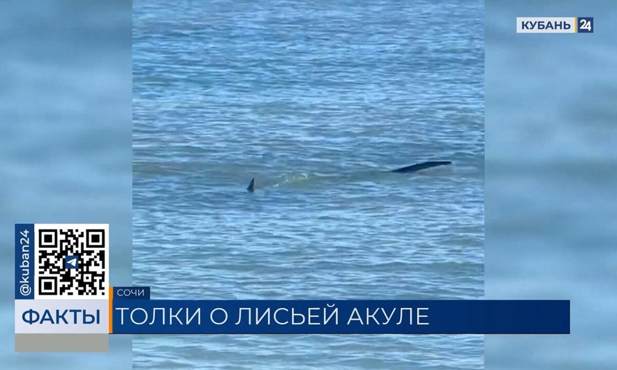    Видео канала «Кубань 24»