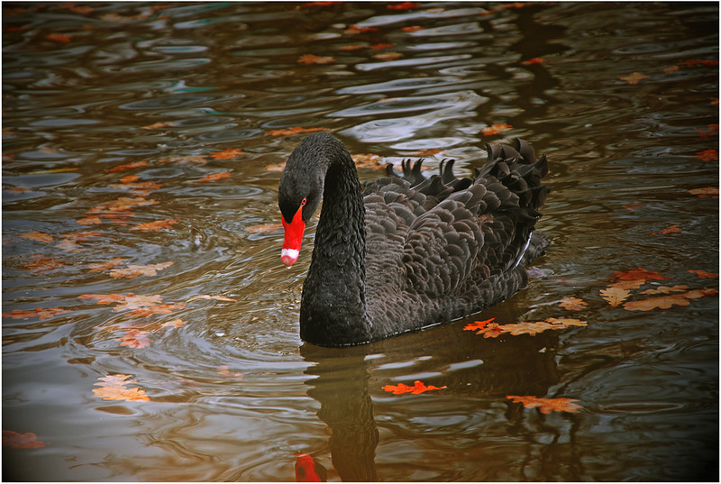 Нечаянная встреча (картинка из открытого источника Яндекс).