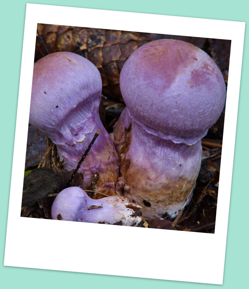 Паутинник козлиный. Фото из свободных источников