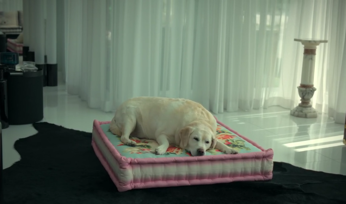 Любимая собака Селин 