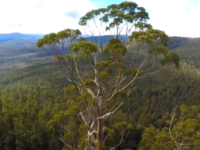 Каждый день — плюс 5 см! Природный гигант на максимальной скорости 🚀