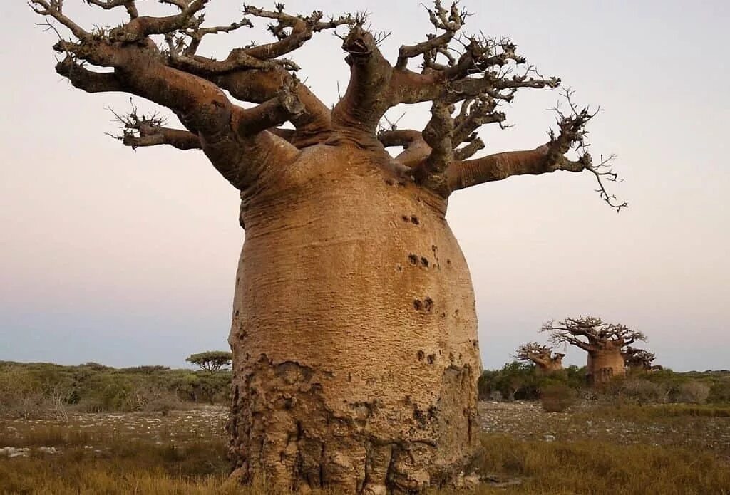 🌳 Баобаб: дерево, в котором можно спрятаться от зноя и жажды.