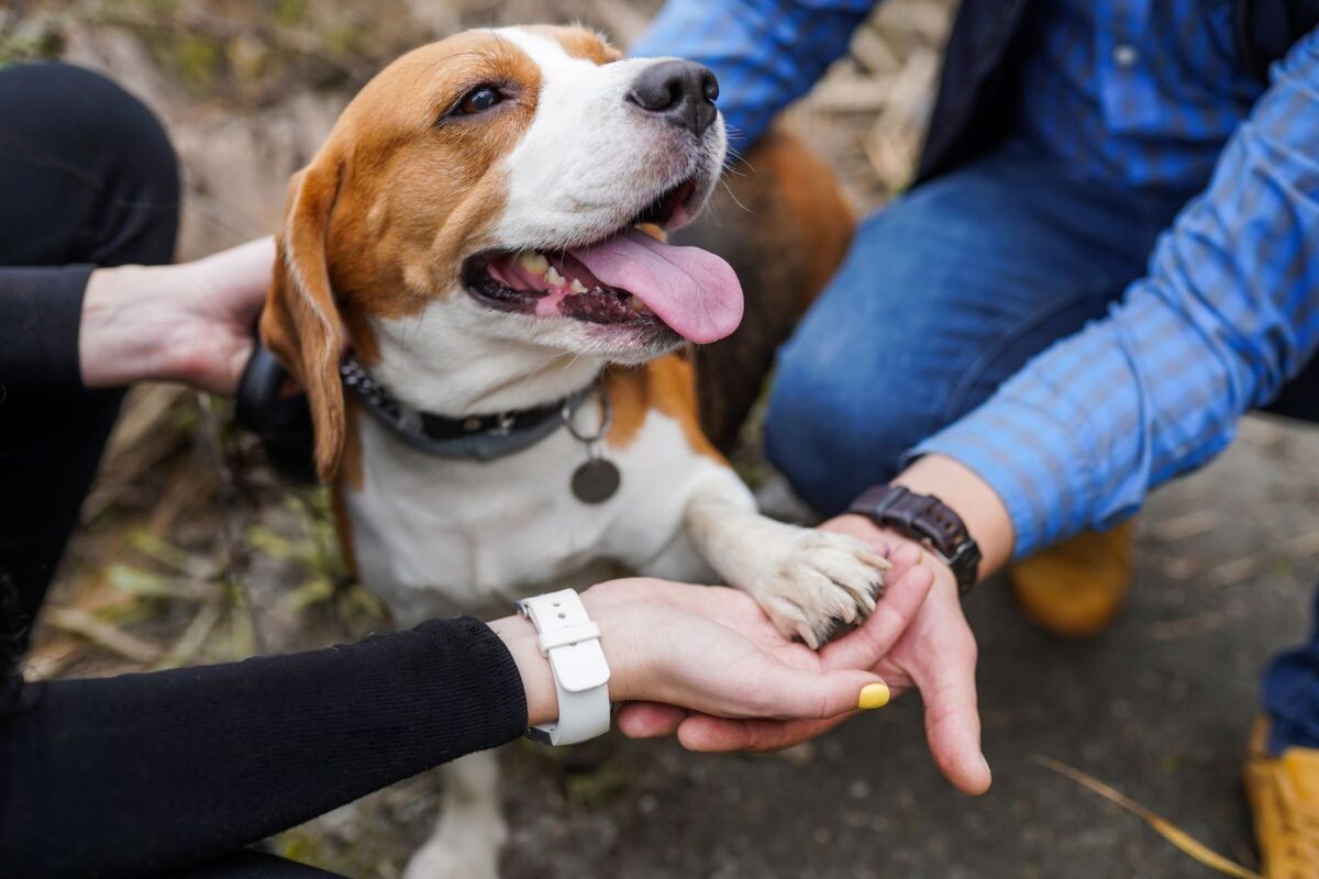 Что такое догшеринг