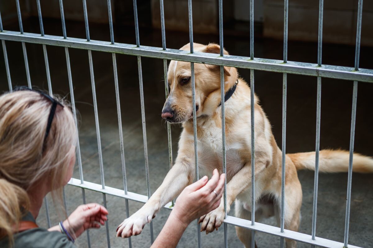 Женщина в приюте для собак 