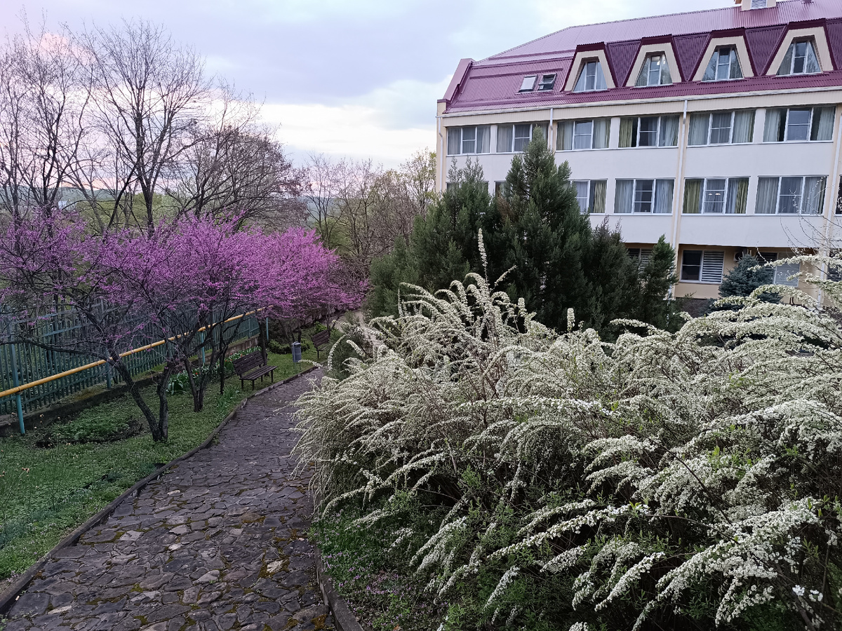 Вокруг санатория всё невероятно красиво цветёт! 