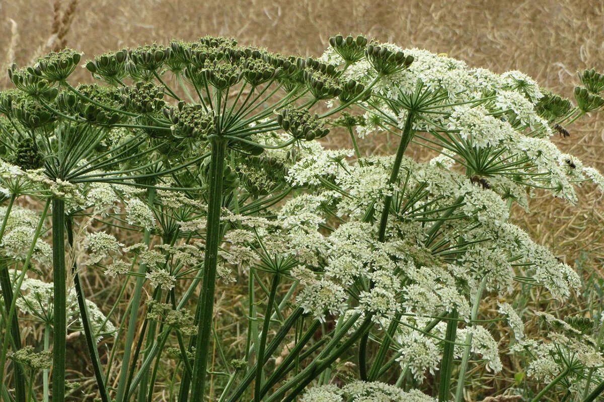    Фото: WikimediaImages / Pixabay.com