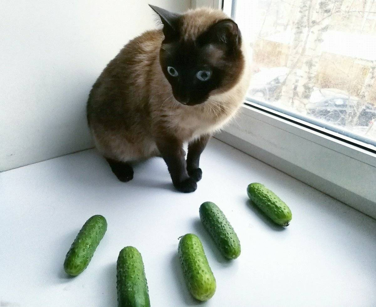 Яндекс.Картинки