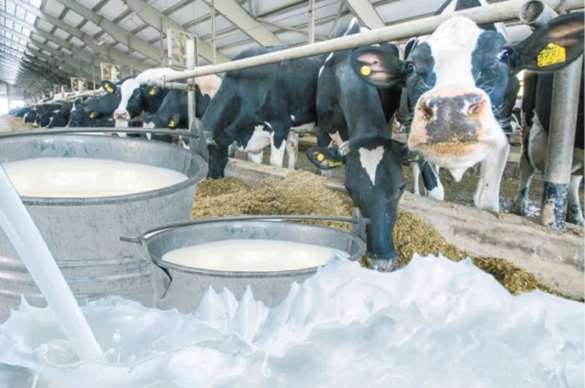    Производство молока в Рязанской области в три раза превышает потребление