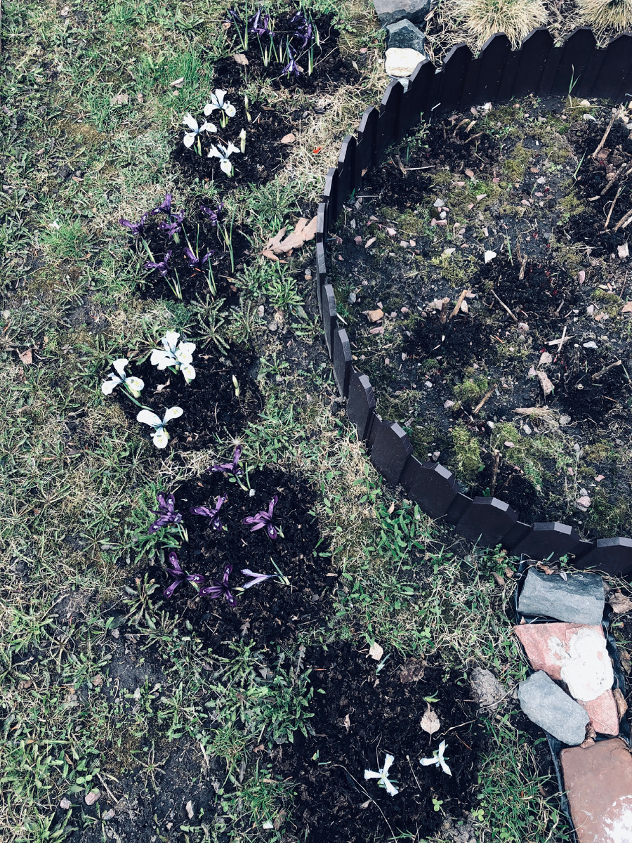 Вот так выглядели сетчатые ирисы в свою первую весну 2021 года. Везде фото автора.