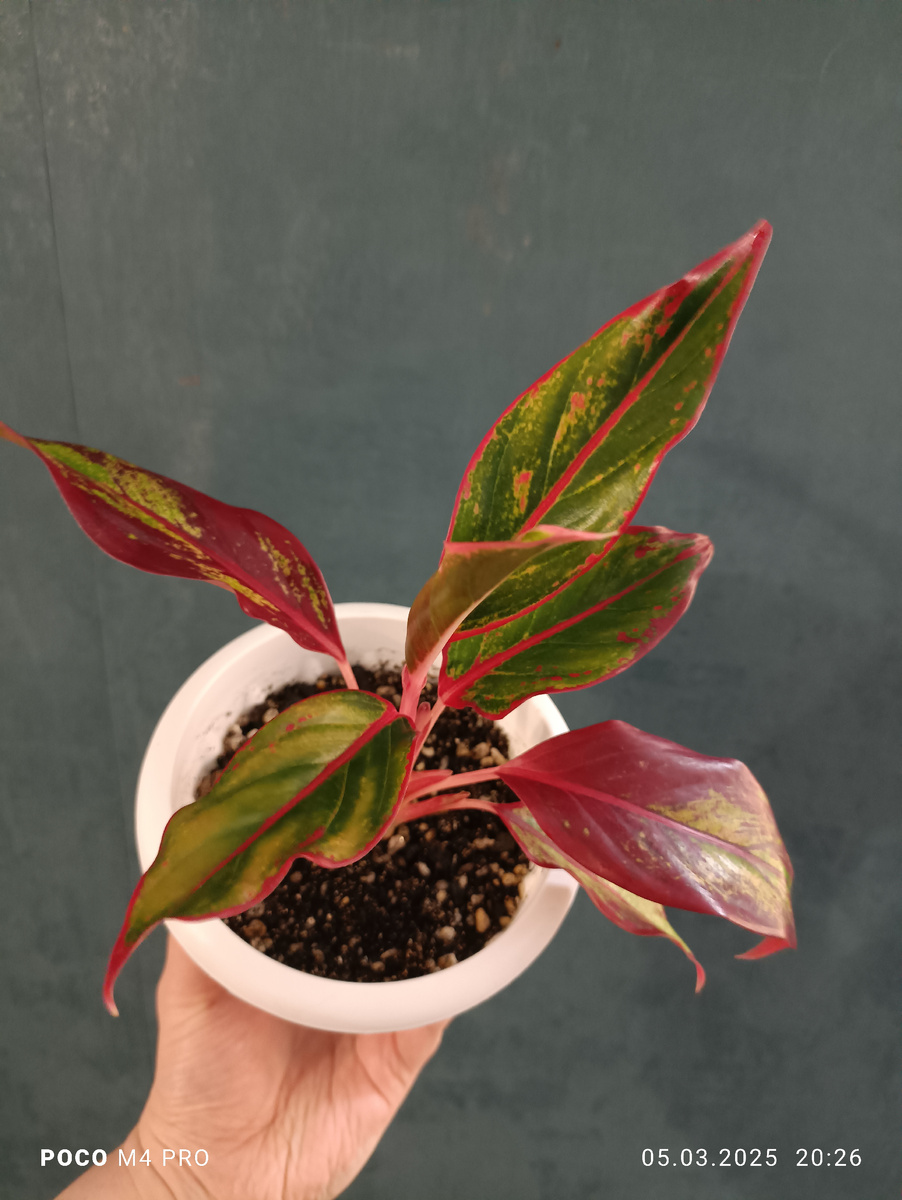 Аглогема Крит фото автора 