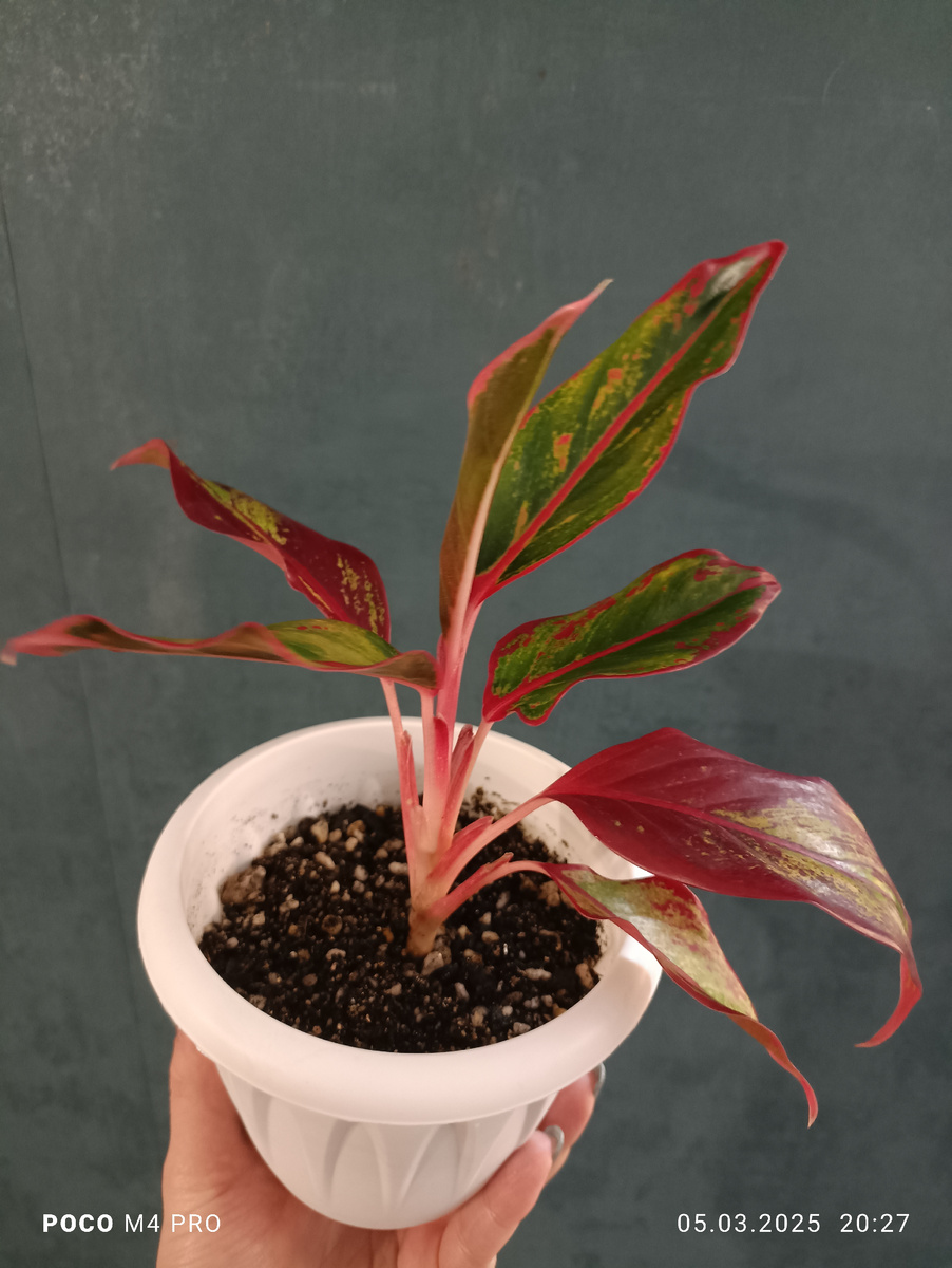 Аглогема Крит фото автора 