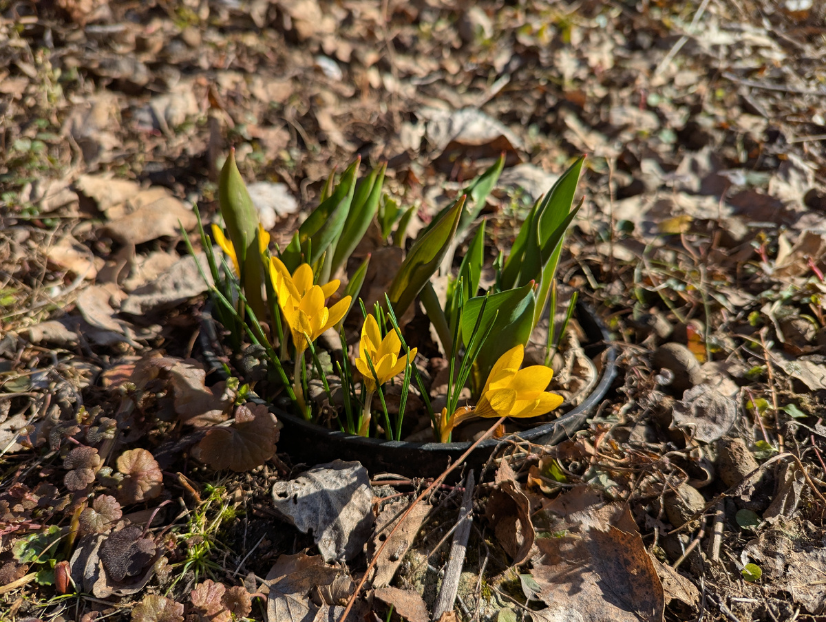 Крокусы приехали из  Венгрии лет 8 назад. 