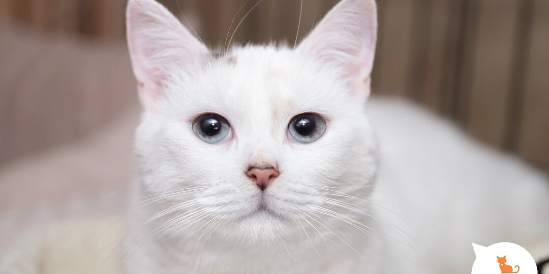 Кошечки, котята и котики нужны каждому