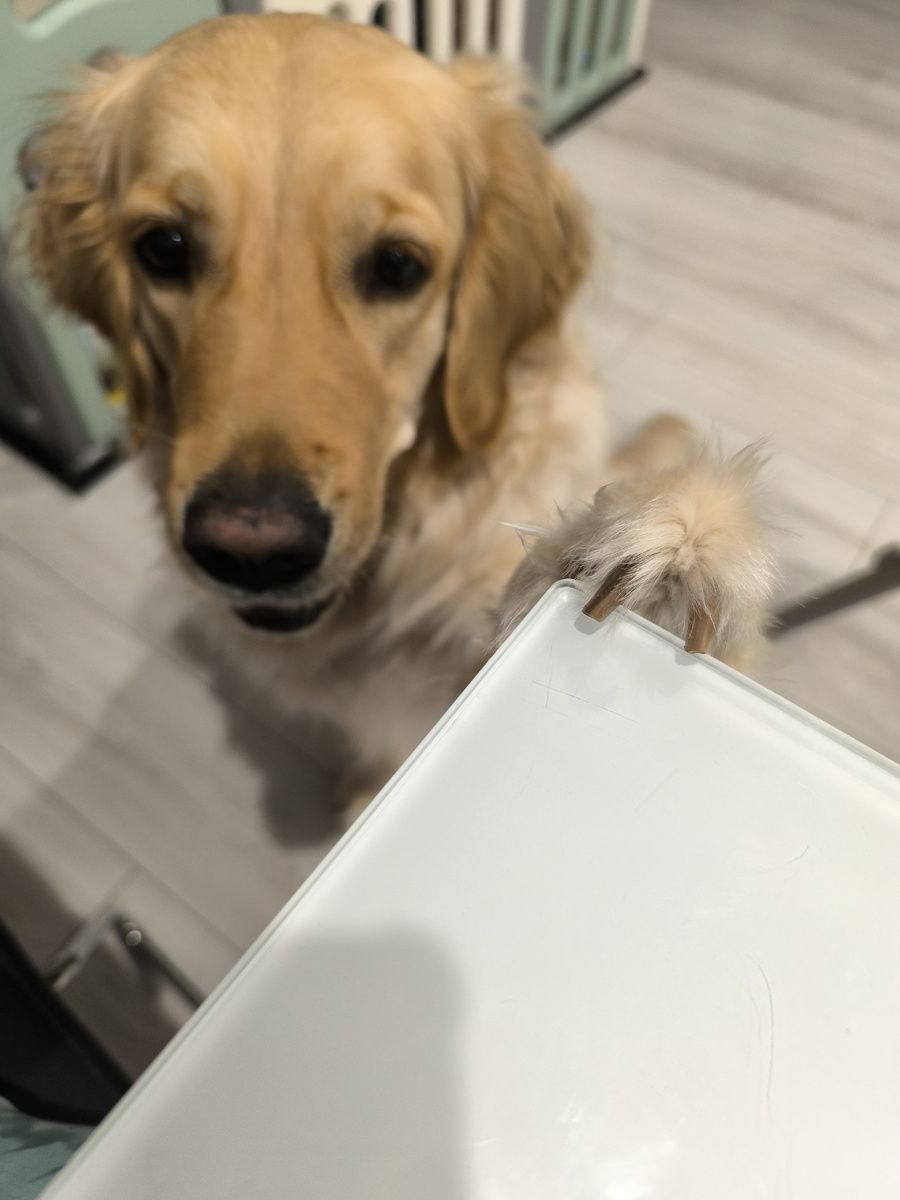 Наглое животное!