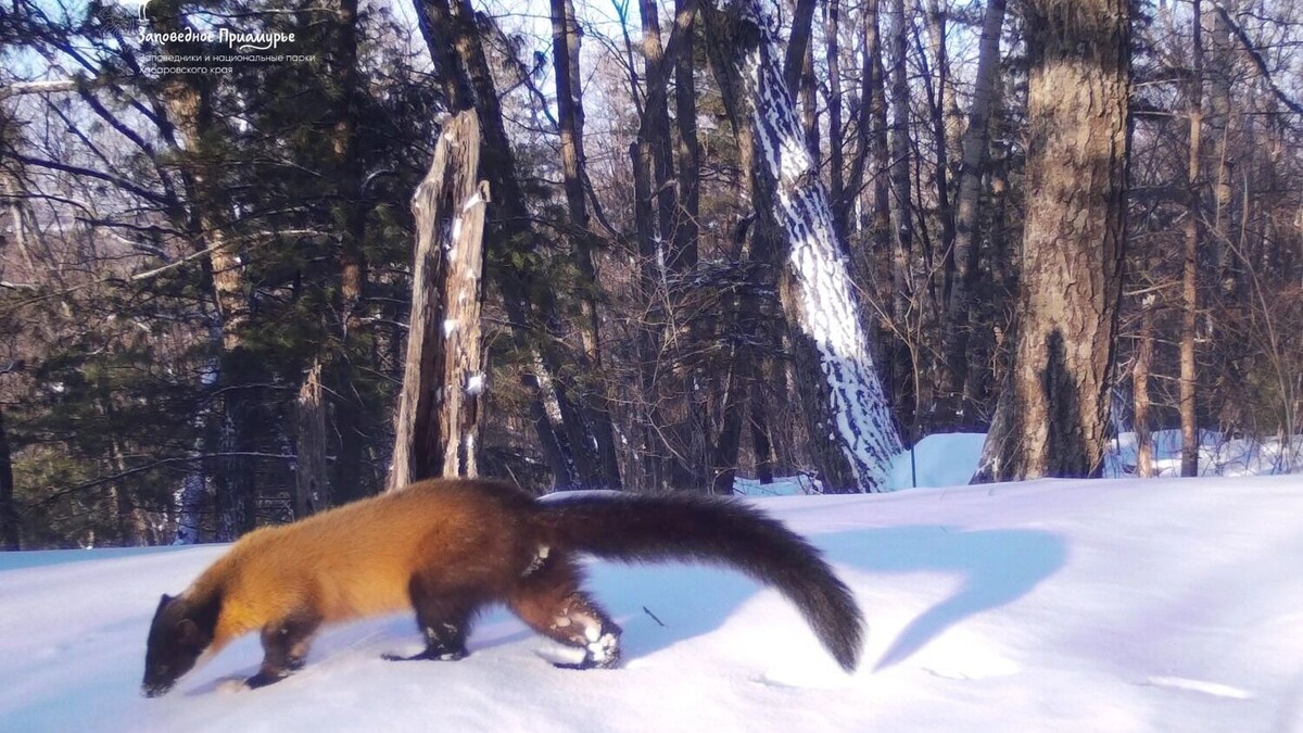    Источник: ФГБУ «Заповедное Приамурье