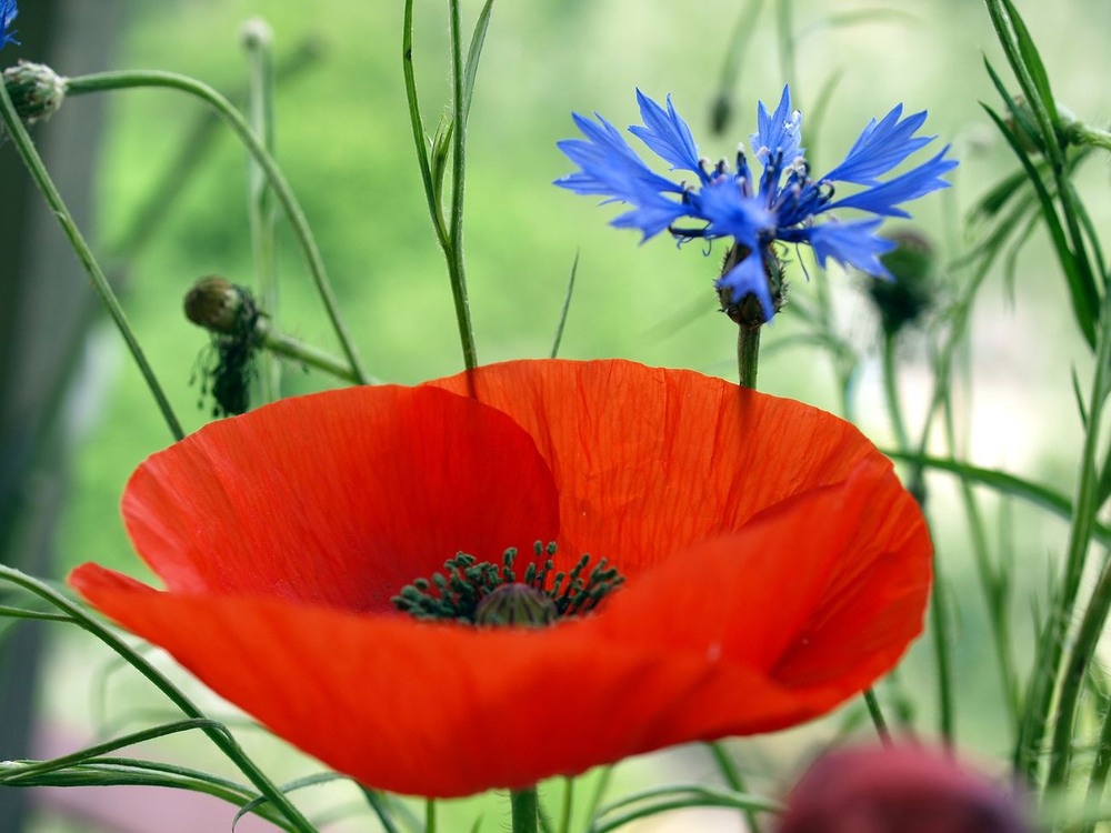 Мак и василек