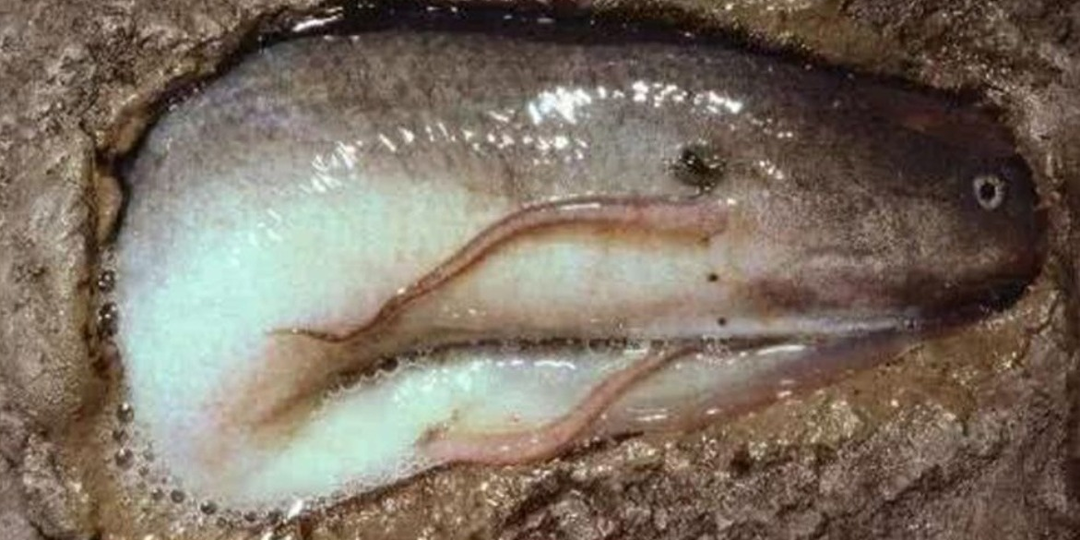 Какое животное способно дольше всего прожить без еды? От некоторых рекордов отвисает челюсть (24 тыс. лет!)