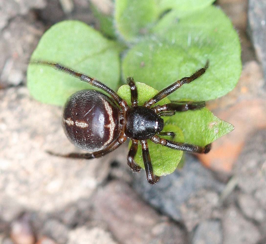 Причём здесь небольшой и безвредный для человека паучок? Узнаете в конце статьи!