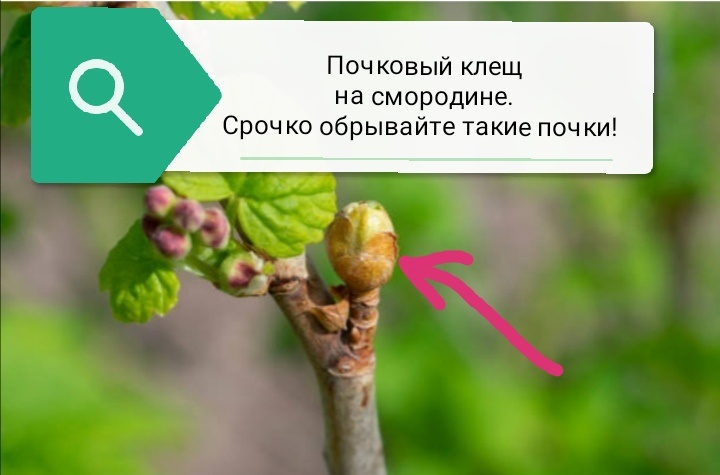 увеличеные почки на смородине, где поселился почковый клещ