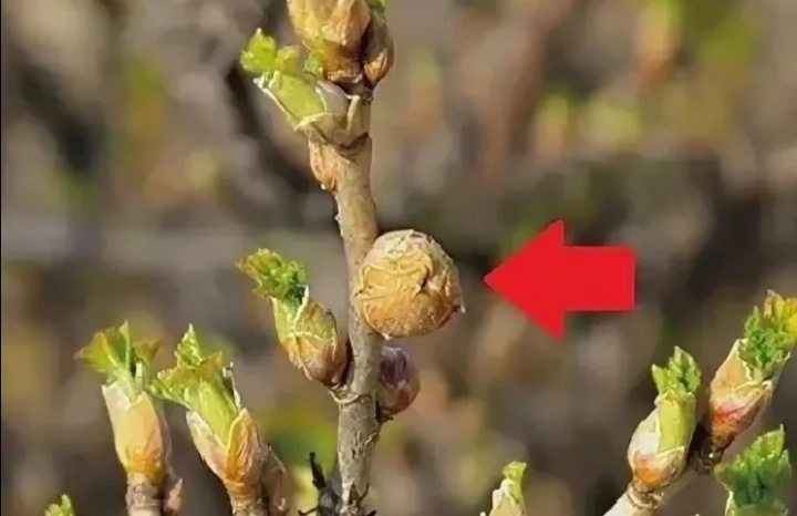 почковый клещ  на смородине. 