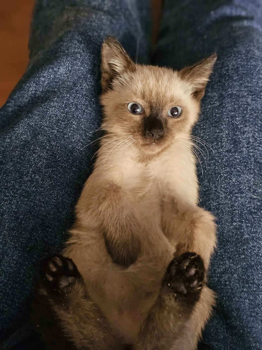 Вот и наш дракончик наконец стал ручным