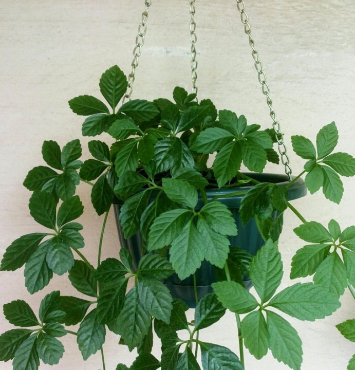 Фото взято из сети интернет