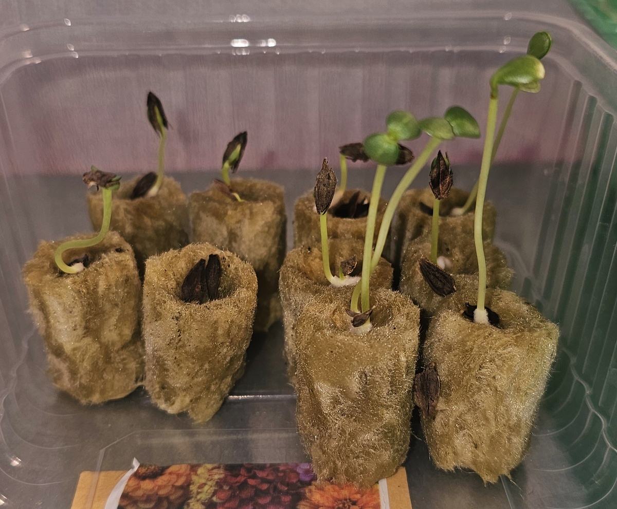 Цинии в стекловате 