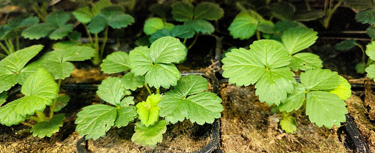 Рассада клубники из семян