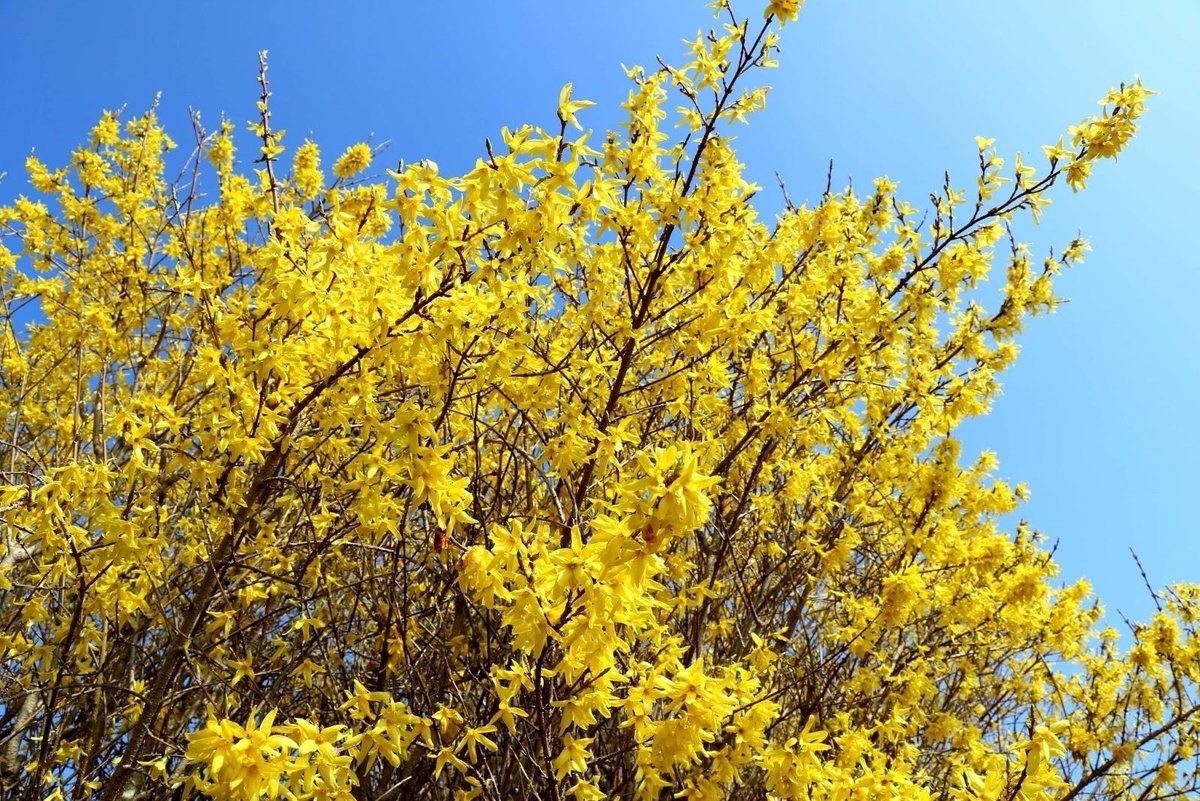 Форзиция промежуточная (Forsythia x intermedia)