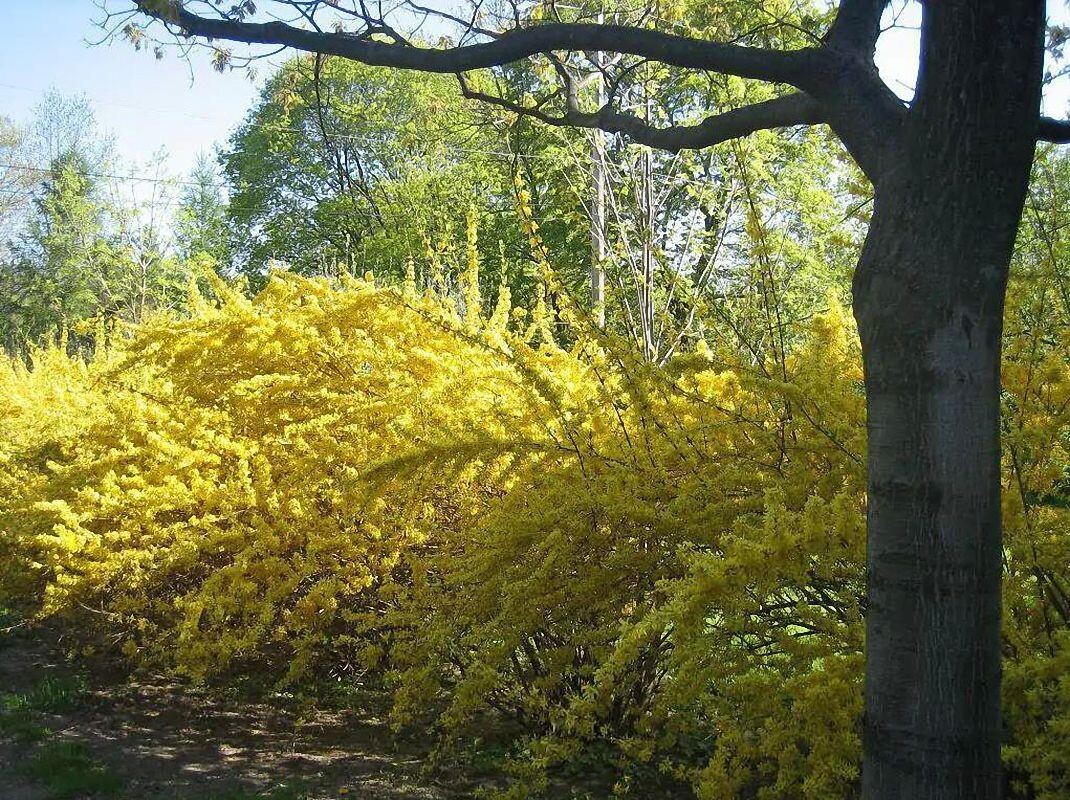 Форзиция пониклая (свисающая) (Forsythia suspensa)