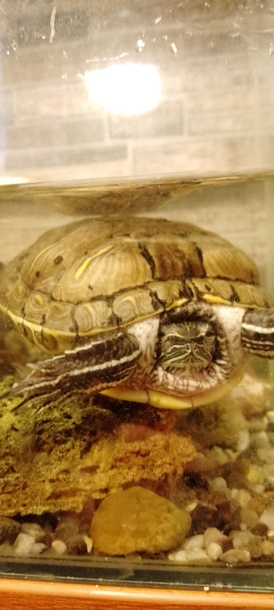 Соавтор этого рассказа