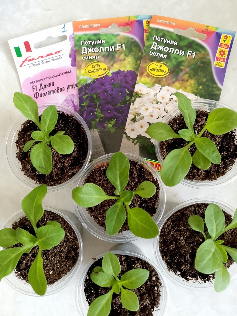 Вот такие петунии будут в этом году