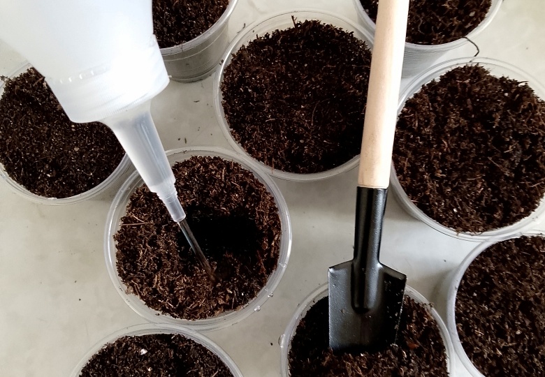 Не затягивайте с пересадкой петунии! Пора пикировать сеянцы, первая подкормка