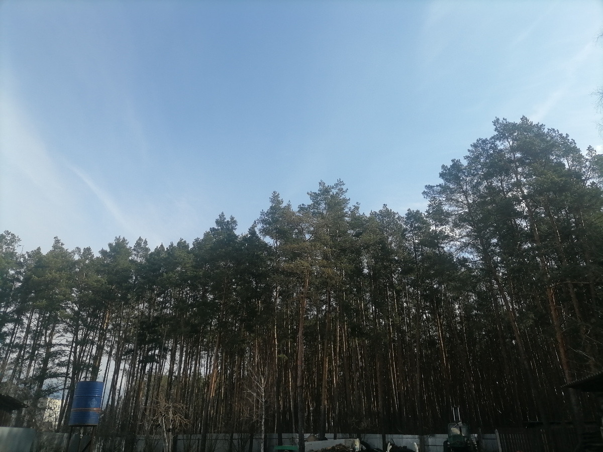 Утром на даче