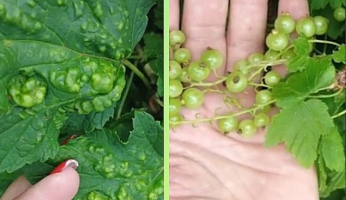 тля на смородине