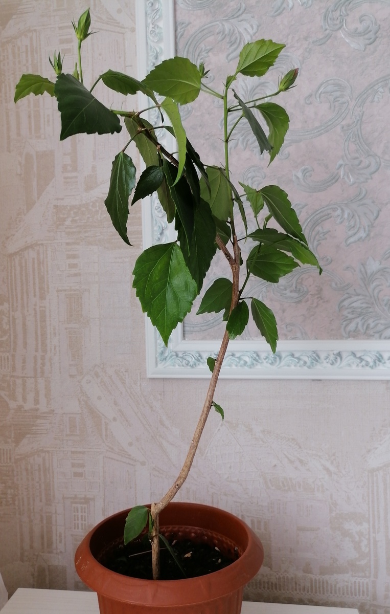 Первый год (2021)