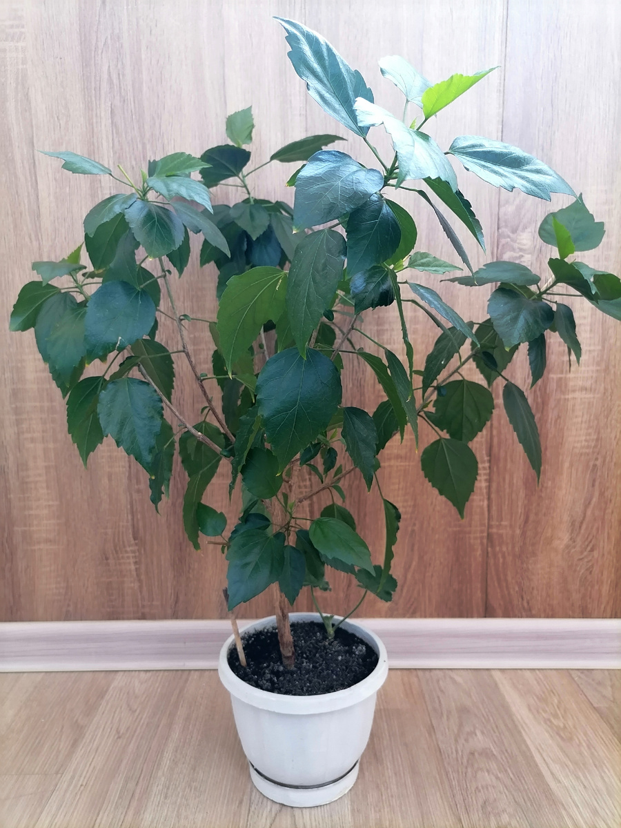 Год третий, 2025