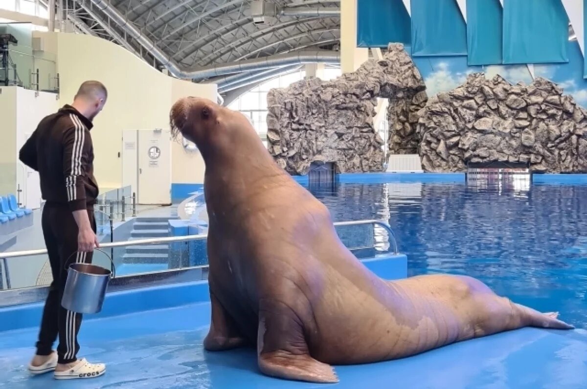    Морж Миша – настоящая «звезда» Приморского океанариума.