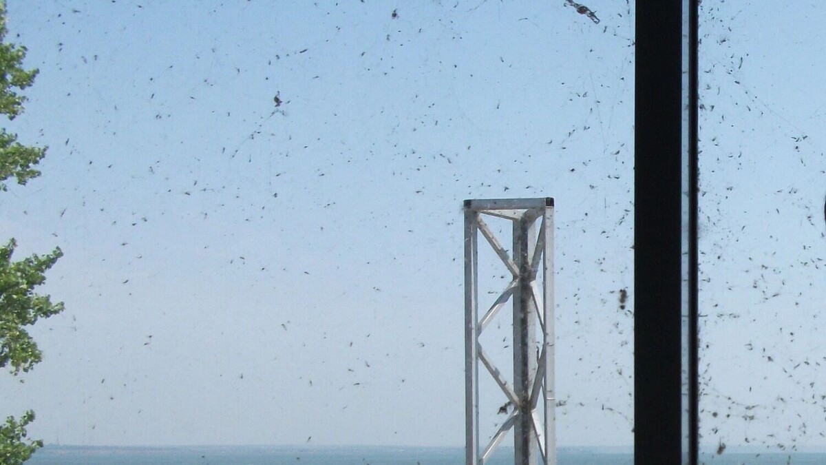     Источник: rostovgazeta.ru