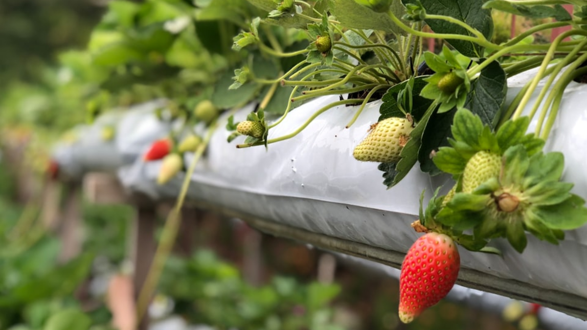 Клубника на грядке