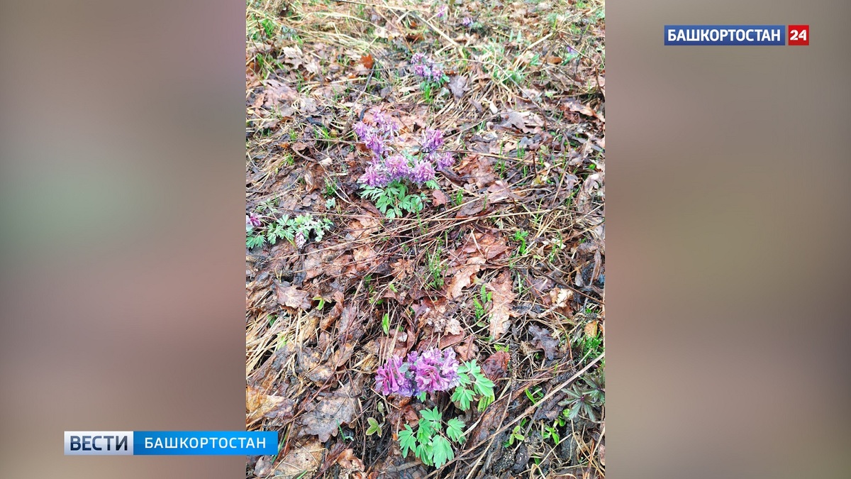    Первые растения проснулись в лесах Башкортостана